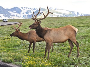 EarthIsland.org | Managing the Wild: Rocky Mountain National Park Turns 100
