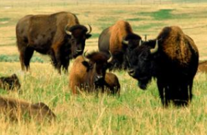 NewHope.com  |  Meat, the unlikely climate hero?